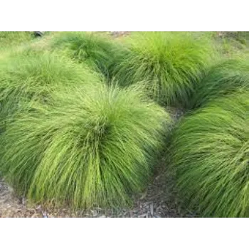 Outdoor Natural Grass